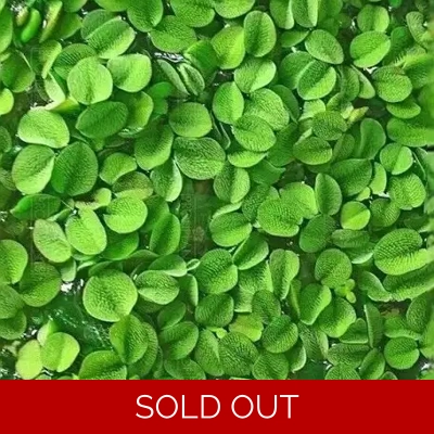 Salvinia natans Floating Aquarium Plant